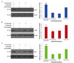 CD207 (Langerin) Antibody in Western Blot (WB)