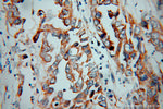 KChIP1 Antibody in Immunohistochemistry (Paraffin) (IHC (P))