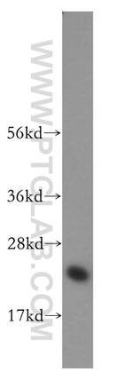 KChIP1 Antibody in Western Blot (WB)