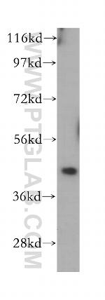 Cytohesin 1 Antibody in Western Blot (WB)
