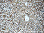 MTIF3 Antibody in Immunohistochemistry (Paraffin) (IHC (P))