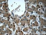 MTIF3 Antibody in Immunohistochemistry (Paraffin) (IHC (P))