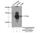 MTIF3 Antibody in Immunoprecipitation (IP)