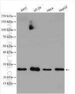 MTIF3 Antibody in Western Blot (WB)