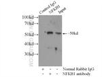 NF-kB Antibody in Immunoprecipitation (IP)