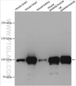 ACTN2 Antibody in Western Blot (WB)