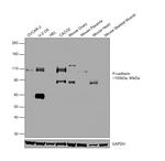 P-Cadherin Antibody in Western Blot (WB)