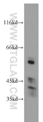 STAU1 Antibody in Western Blot (WB)