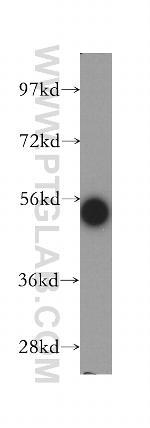 STAU1 Antibody in Western Blot (WB)