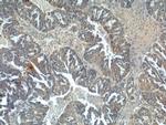 Kallikrein 8 Antibody in Immunohistochemistry (Paraffin) (IHC (P))