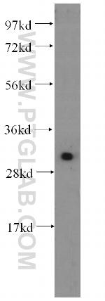 Kallikrein 8 Antibody in Western Blot (WB)