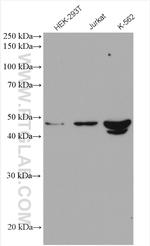 NEK2 Antibody in Western Blot (WB)