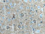 Kv1.2 Antibody in Immunohistochemistry (Paraffin) (IHC (P))