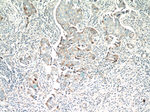 DUSP16 Antibody in Immunohistochemistry (Paraffin) (IHC (P))