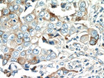 DUSP16 Antibody in Immunohistochemistry (Paraffin) (IHC (P))