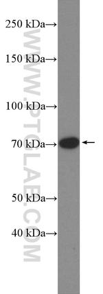 DUSP16 Antibody in Western Blot (WB)