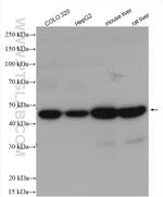 SUCLG2 Antibody in Western Blot (WB)