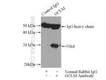 GCLM Antibody in Immunoprecipitation (IP)