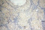 BIN2 Antibody in Immunohistochemistry (Paraffin) (IHC (P))