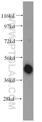 NR2E3 Antibody in Western Blot (WB)