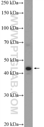 NR2E3 Antibody in Western Blot (WB)