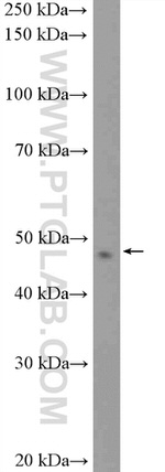 NR2E3 Antibody in Western Blot (WB)