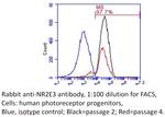 NR2E3 Antibody in Flow Cytometry (Flow)