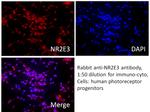 NR2E3 Antibody in Immunocytochemistry (ICC/IF)