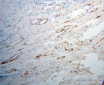 UBL4A Antibody in Immunohistochemistry (Paraffin) (IHC (P))