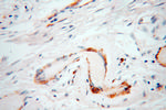 UBL4A Antibody in Immunohistochemistry (Paraffin) (IHC (P))