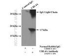 UBL4A Antibody in Immunoprecipitation (IP)