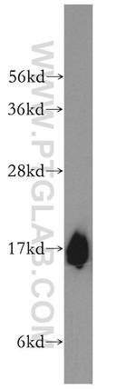 UBL4A Antibody in Western Blot (WB)