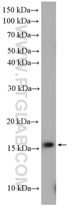 UBL4A Antibody in Western Blot (WB)