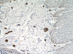 NCAM1/CD56 Antibody in Immunohistochemistry (Paraffin) (IHC (P))