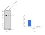 beta Catenin Antibody in Western Blot (WB)