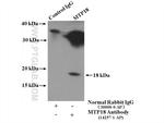 MTP18 Antibody in Immunoprecipitation (IP)