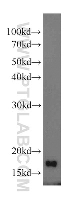 MTP18 Antibody in Western Blot (WB)