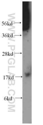 MTP18 Antibody in Western Blot (WB)