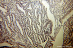 MBD3 Antibody in Immunohistochemistry (Paraffin) (IHC (P))