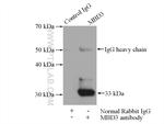 MBD3 Antibody in Immunoprecipitation (IP)