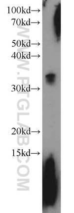 MBD3 Antibody in Western Blot (WB)