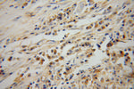 Syntaxin 12 Antibody in Immunohistochemistry (Paraffin) (IHC (P))