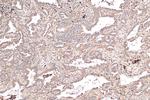 Syntaxin 12 Antibody in Immunohistochemistry (Paraffin) (IHC (P))