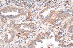 Syntaxin 12 Antibody in Immunohistochemistry (Paraffin) (IHC (P))