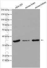 Syntaxin 12 Antibody in Western Blot (WB)