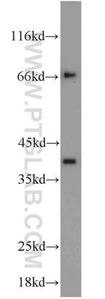 Syntaxin 12 Antibody in Western Blot (WB)