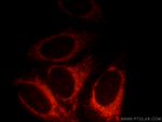 Syntaxin 12 Antibody in Immunocytochemistry (ICC/IF)