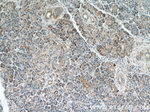 Syntaxin 12 Antibody in Immunohistochemistry (Paraffin) (IHC (P))