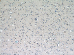 Syntaxin 12 Antibody in Immunohistochemistry (Paraffin) (IHC (P))