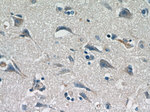 Syntaxin 12 Antibody in Immunohistochemistry (Paraffin) (IHC (P))